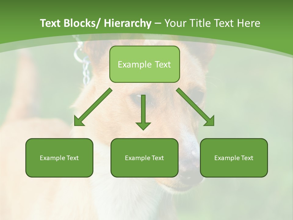 A Brown And White Dog Is On A Leash PowerPoint Template