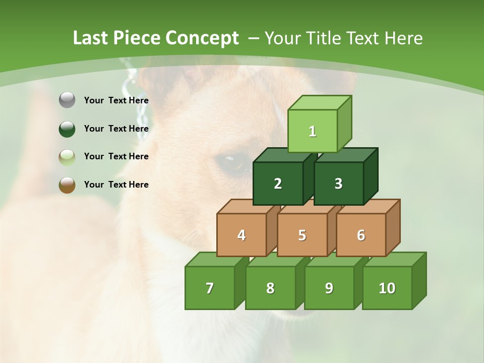 A Brown And White Dog Is On A Leash PowerPoint Template