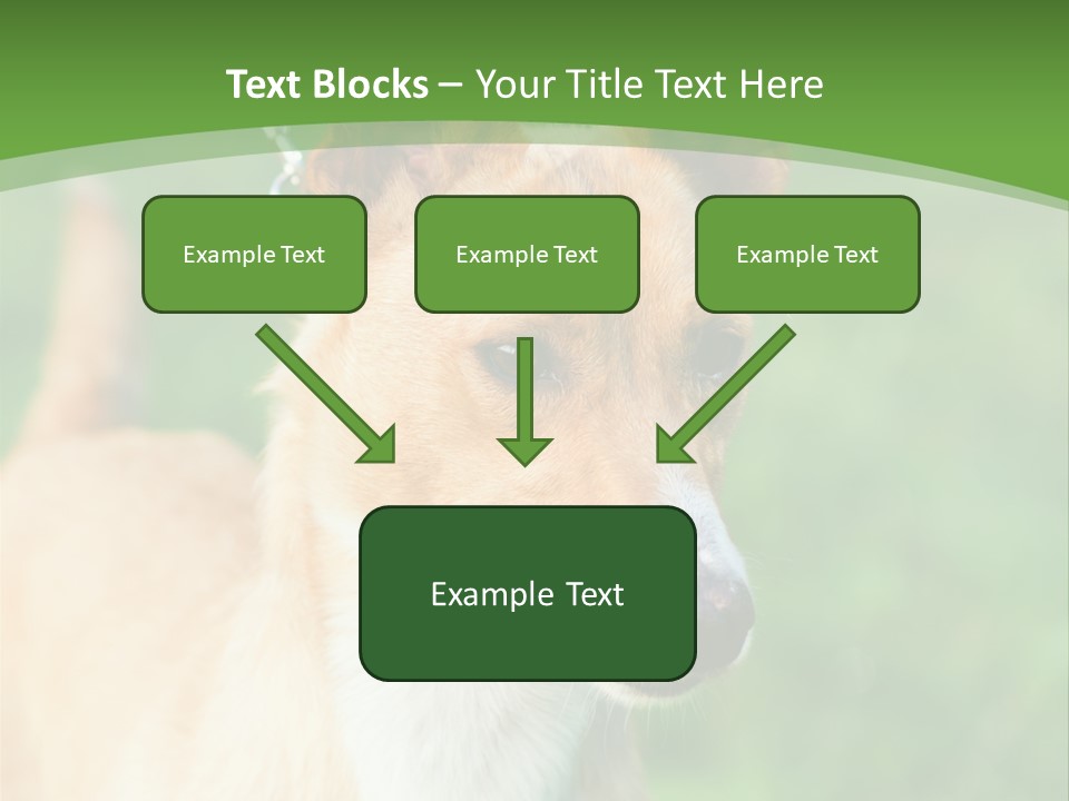 A Brown And White Dog Is On A Leash PowerPoint Template