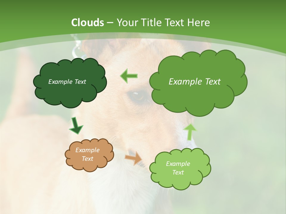 A Brown And White Dog Is On A Leash PowerPoint Template