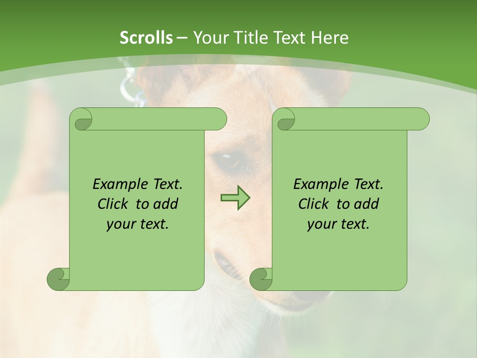 A Brown And White Dog Is On A Leash PowerPoint Template