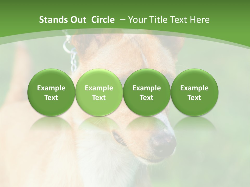 A Brown And White Dog Is On A Leash PowerPoint Template