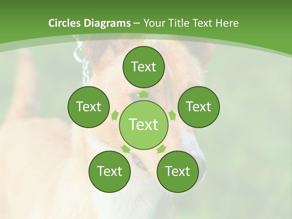 A Brown And White Dog Is On A Leash PowerPoint Template