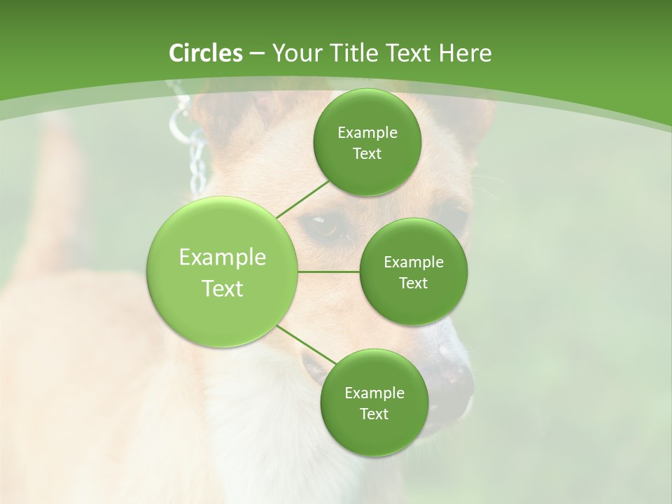 A Brown And White Dog Is On A Leash PowerPoint Template