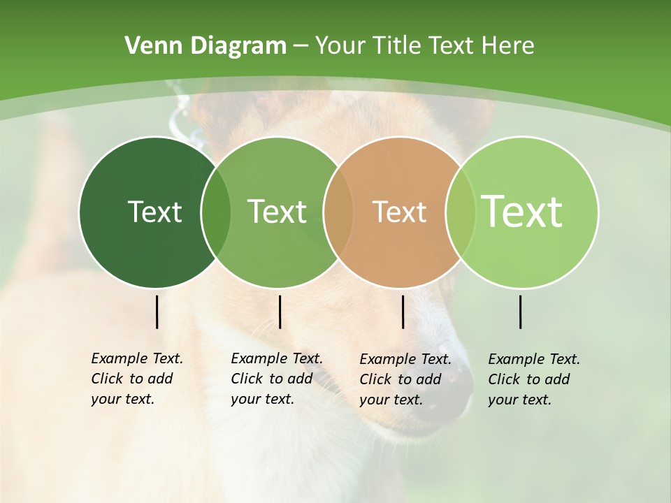 A Brown And White Dog Is On A Leash PowerPoint Template