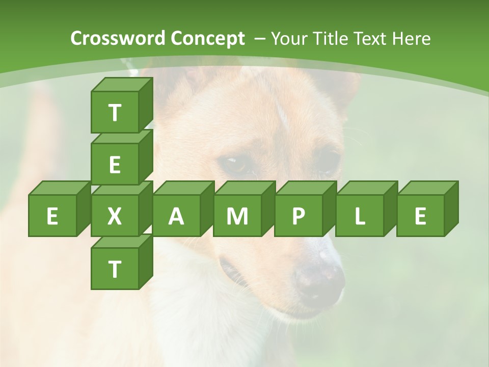 A Brown And White Dog Is On A Leash PowerPoint Template