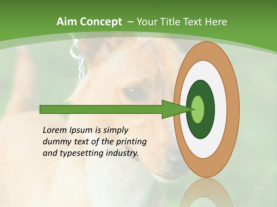 A Brown And White Dog Is On A Leash PowerPoint Template