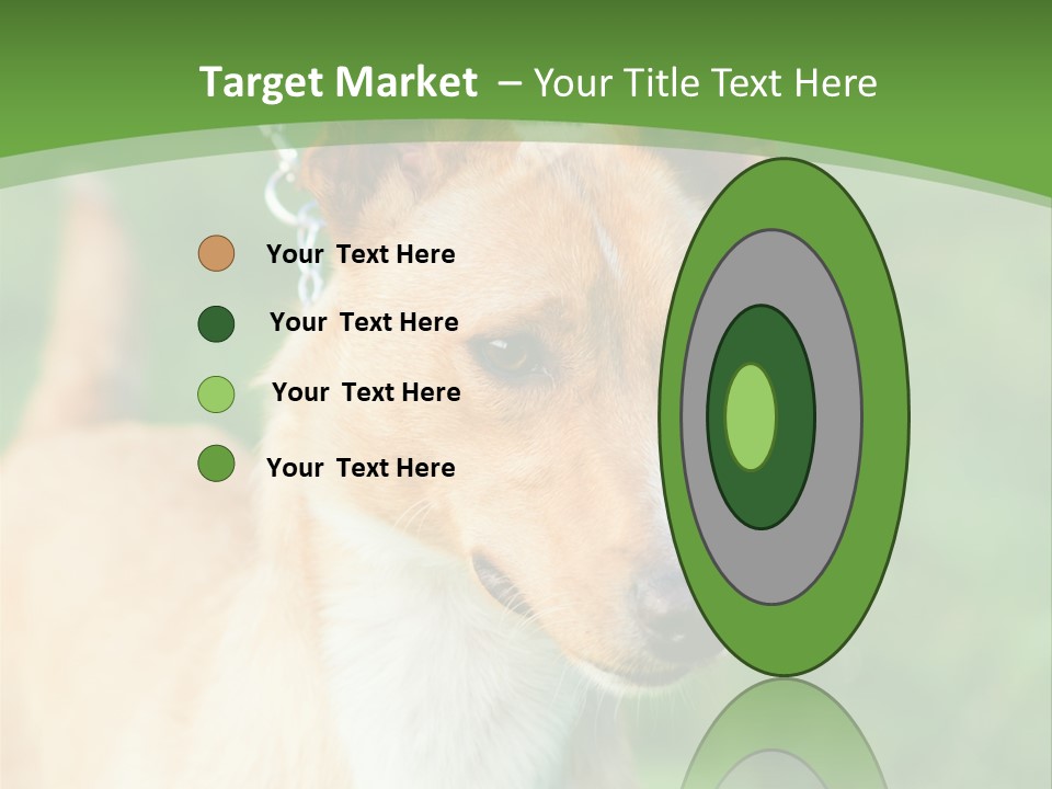 A Brown And White Dog Is On A Leash PowerPoint Template