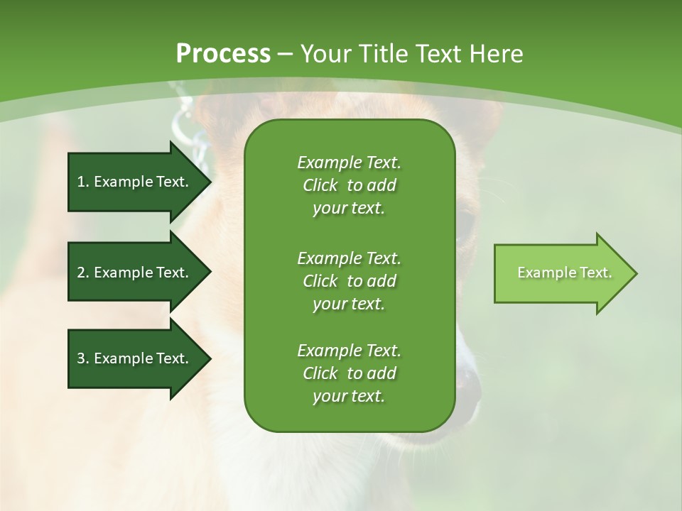 A Brown And White Dog Is On A Leash PowerPoint Template