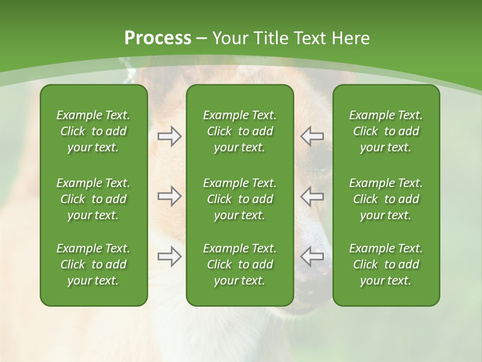 A Brown And White Dog Is On A Leash PowerPoint Template