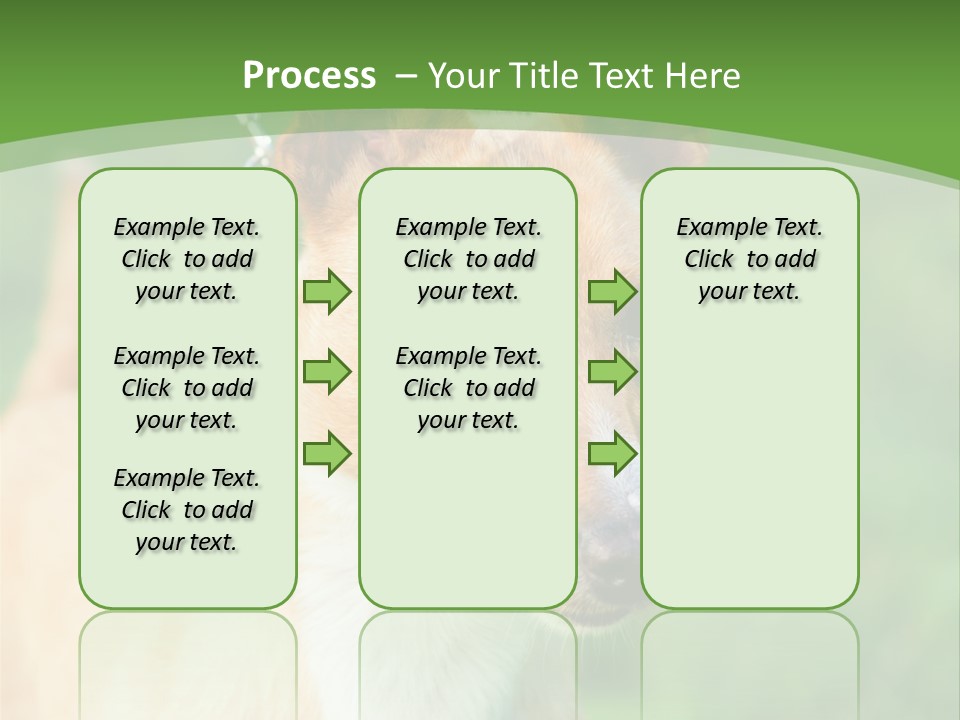 A Brown And White Dog Is On A Leash PowerPoint Template