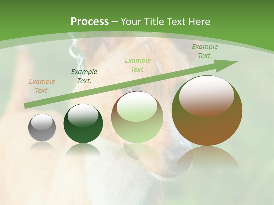 A Brown And White Dog Is On A Leash PowerPoint Template