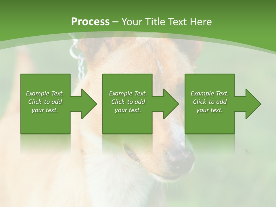 A Brown And White Dog Is On A Leash PowerPoint Template