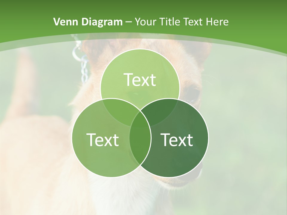 A Brown And White Dog Is On A Leash PowerPoint Template