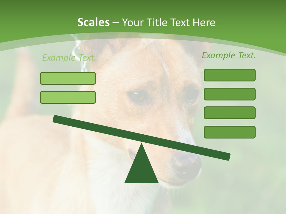 A Brown And White Dog Is On A Leash PowerPoint Template