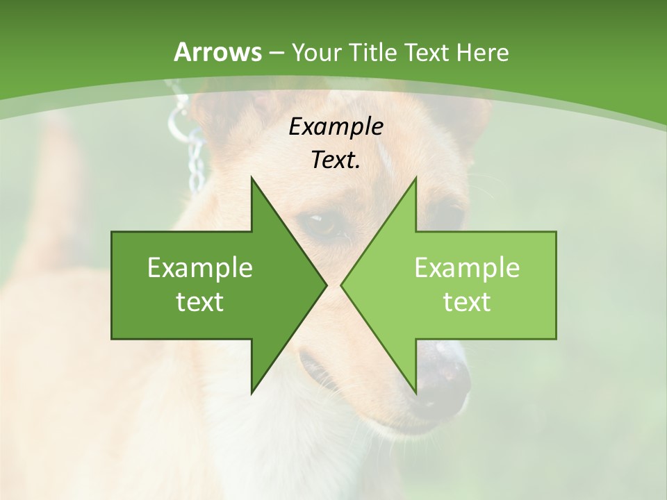 A Brown And White Dog Is On A Leash PowerPoint Template