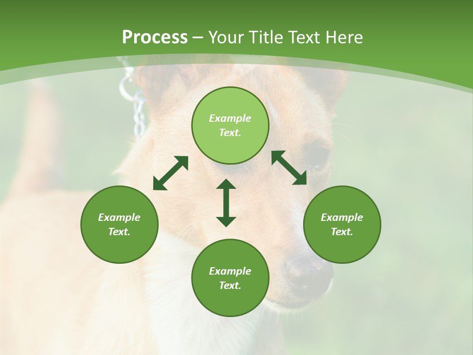 A Brown And White Dog Is On A Leash PowerPoint Template