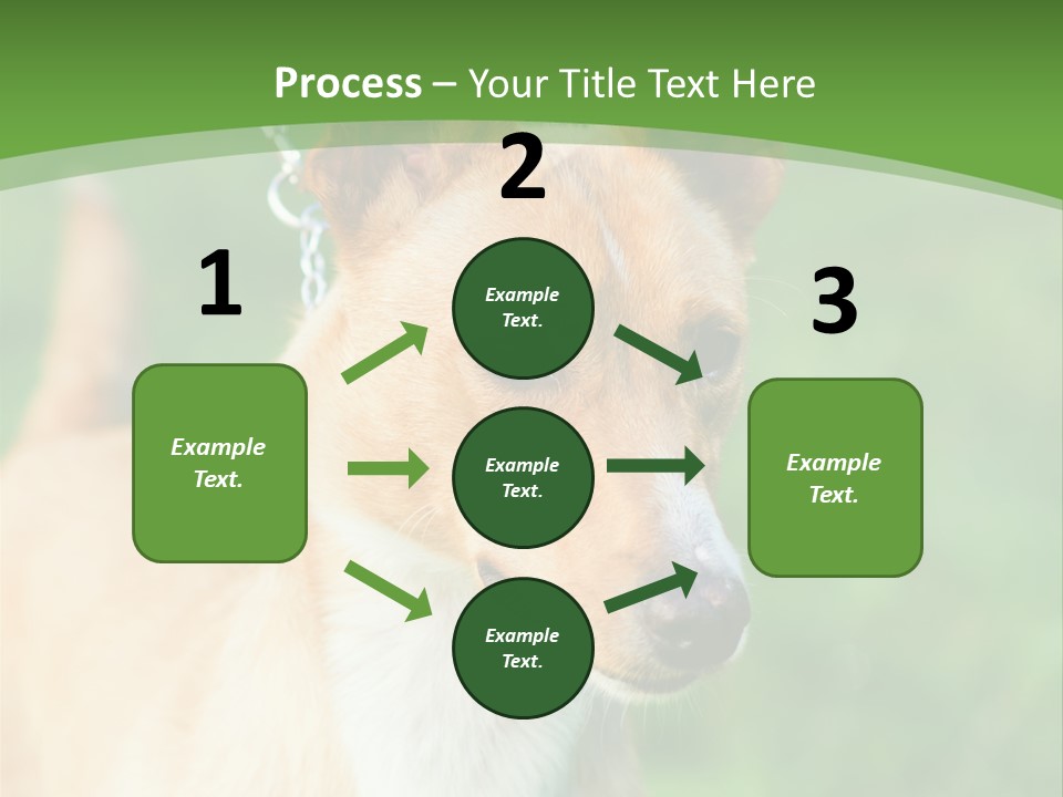 A Brown And White Dog Is On A Leash PowerPoint Template