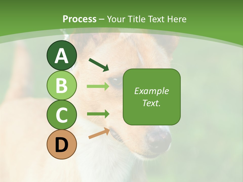 A Brown And White Dog Is On A Leash PowerPoint Template