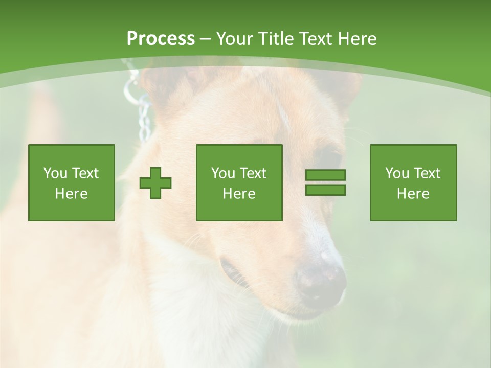 A Brown And White Dog Is On A Leash PowerPoint Template