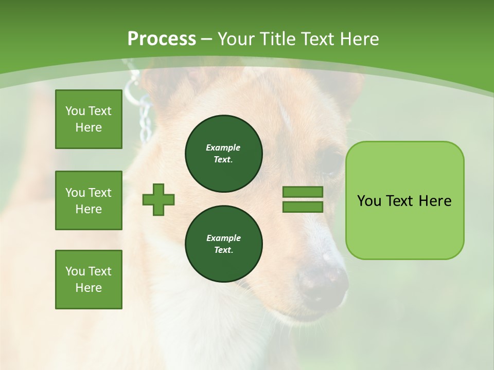 A Brown And White Dog Is On A Leash PowerPoint Template