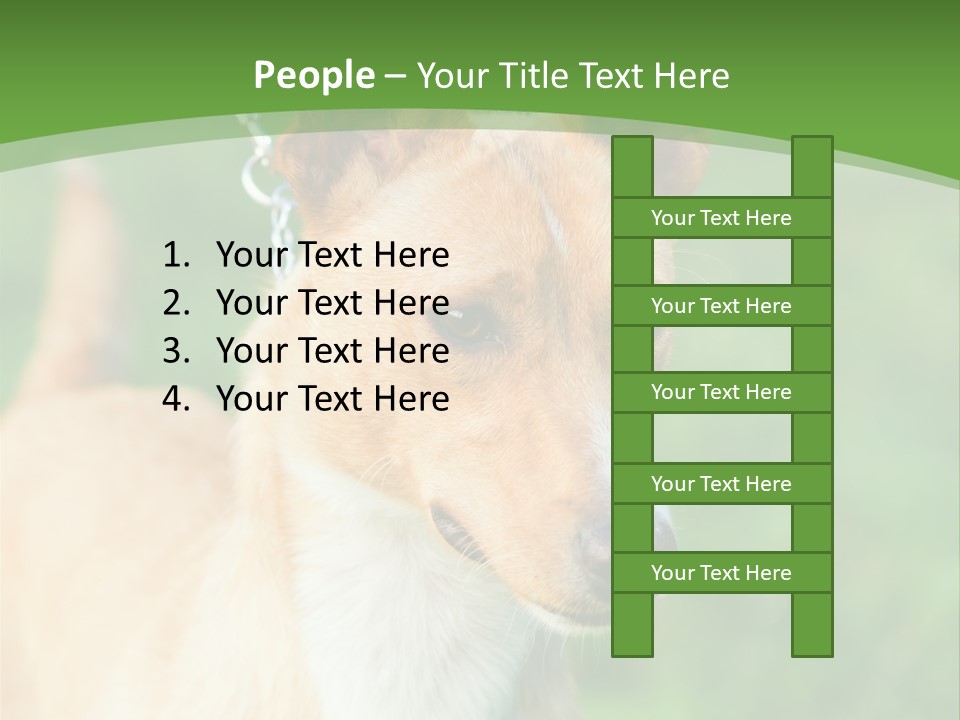 A Brown And White Dog Is On A Leash PowerPoint Template
