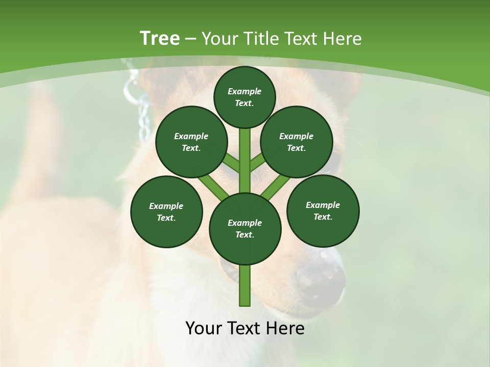 A Brown And White Dog Is On A Leash PowerPoint Template