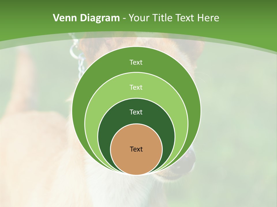 A Brown And White Dog Is On A Leash PowerPoint Template