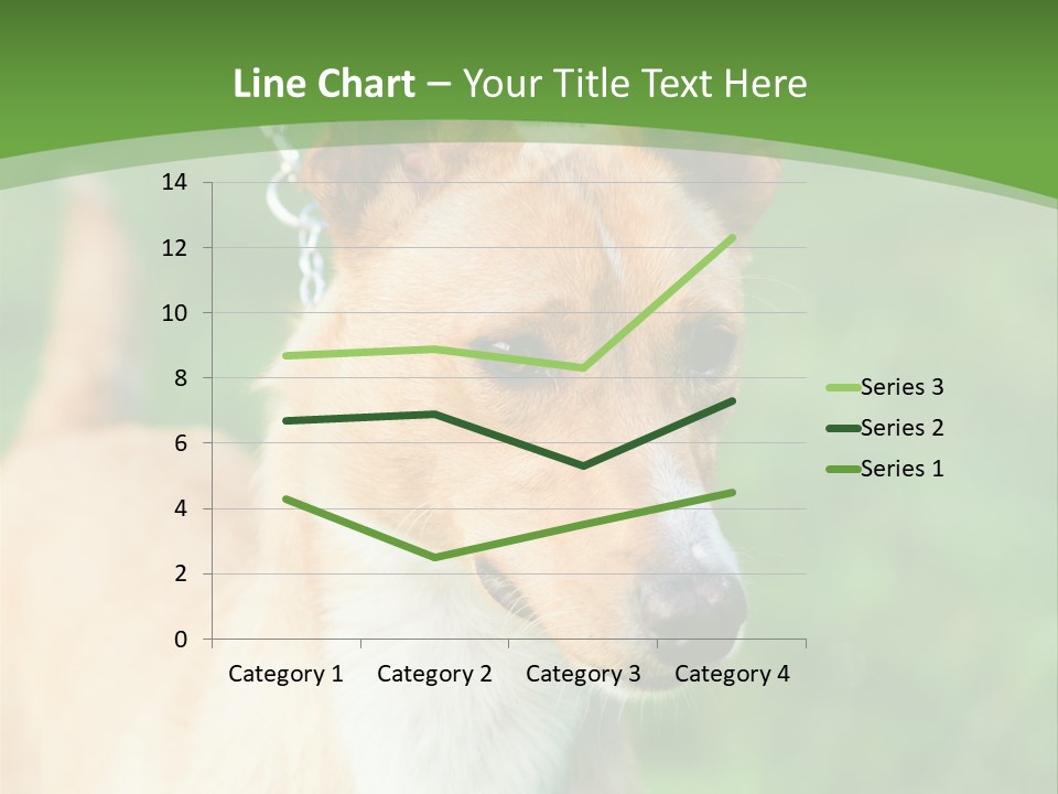 A Brown And White Dog Is On A Leash PowerPoint Template