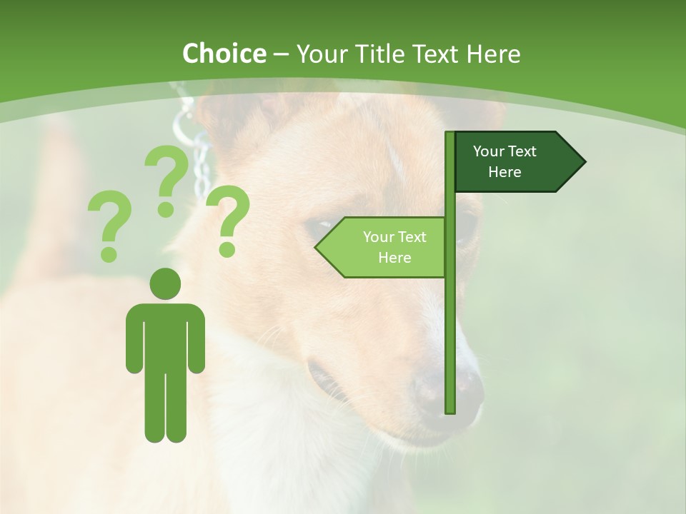 A Brown And White Dog Is On A Leash PowerPoint Template