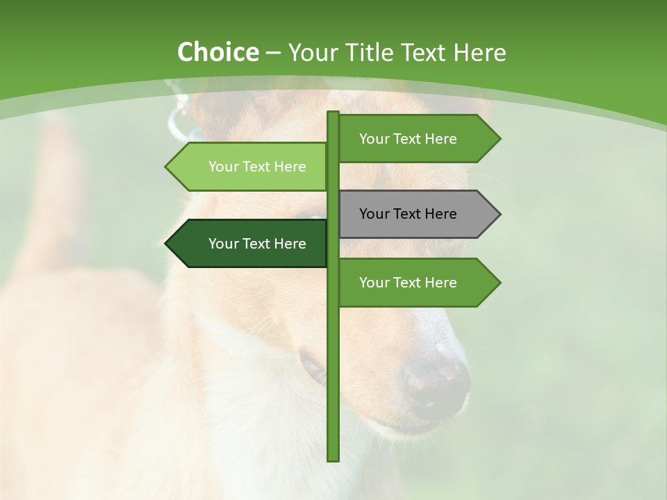 A Brown And White Dog Is On A Leash PowerPoint Template