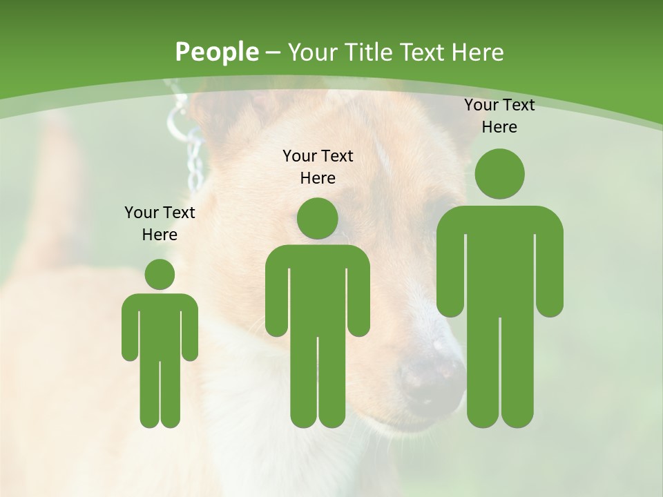 A Brown And White Dog Is On A Leash PowerPoint Template