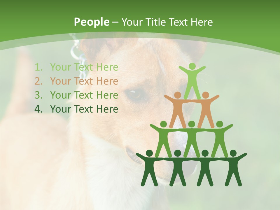 A Brown And White Dog Is On A Leash PowerPoint Template