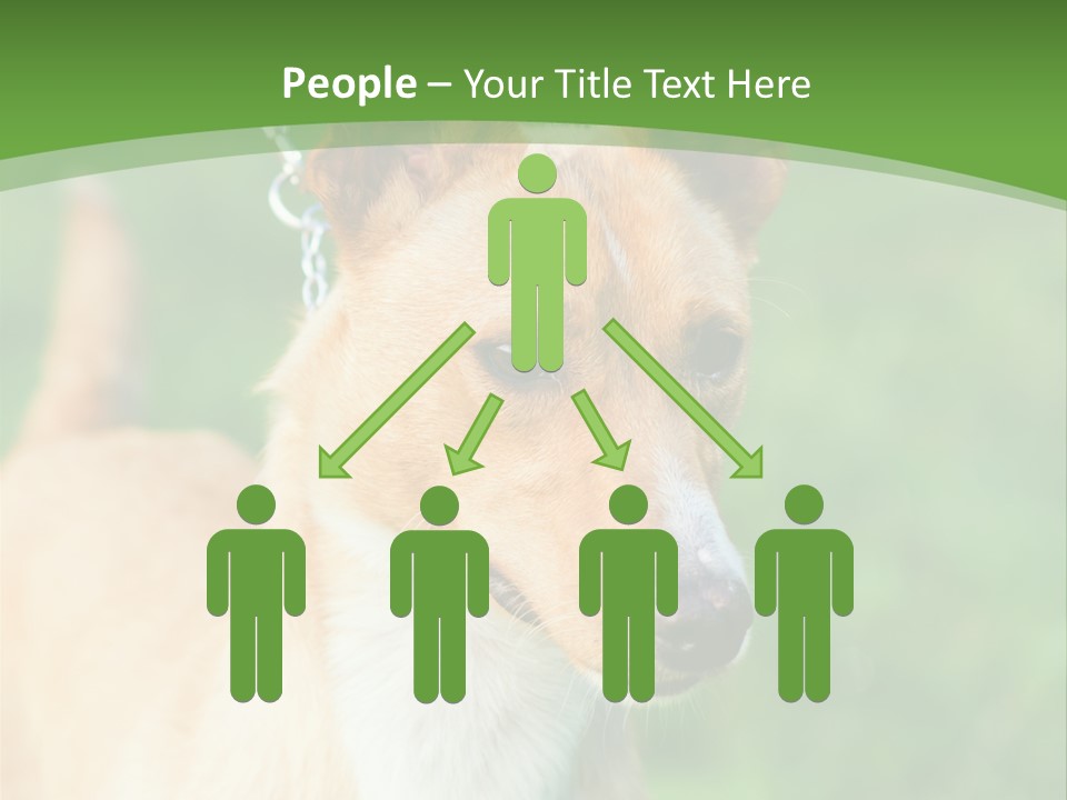 A Brown And White Dog Is On A Leash PowerPoint Template