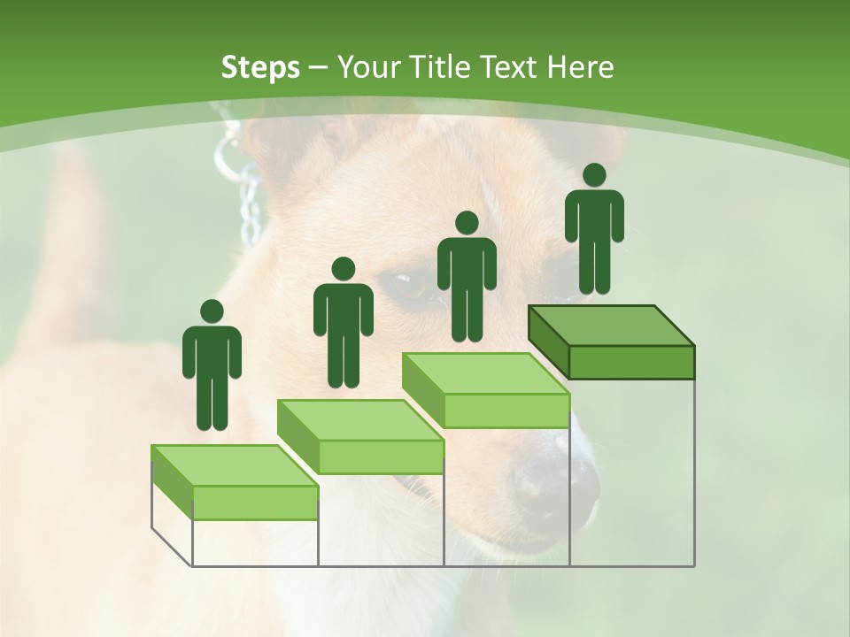 A Brown And White Dog Is On A Leash PowerPoint Template