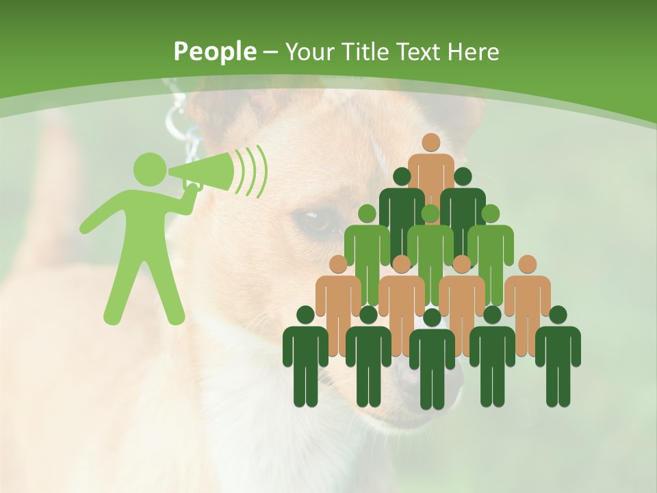 A Brown And White Dog Is On A Leash PowerPoint Template