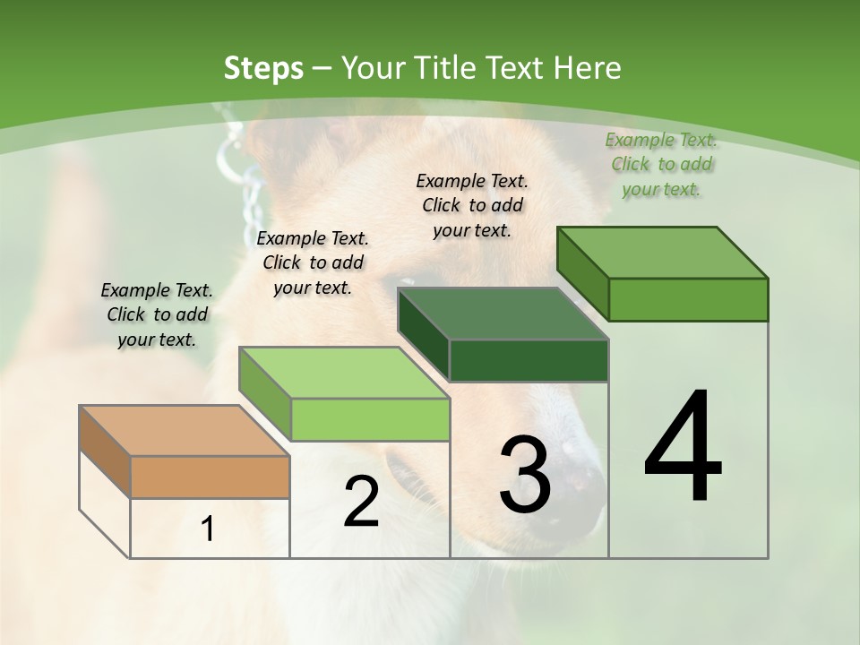 A Brown And White Dog Is On A Leash PowerPoint Template