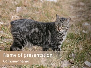 A Cat Standing In A Field Of Grass PowerPoint Template
