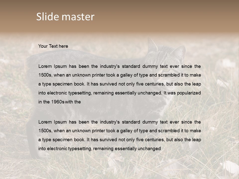 A Cat Standing In A Field Of Grass PowerPoint Template