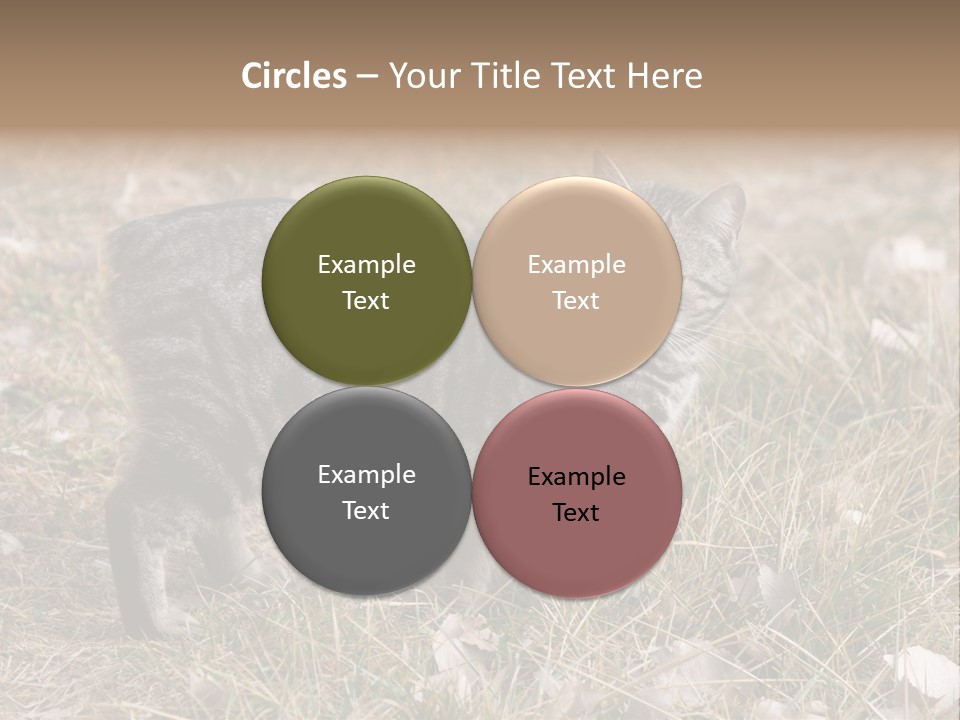 A Cat Standing In A Field Of Grass PowerPoint Template