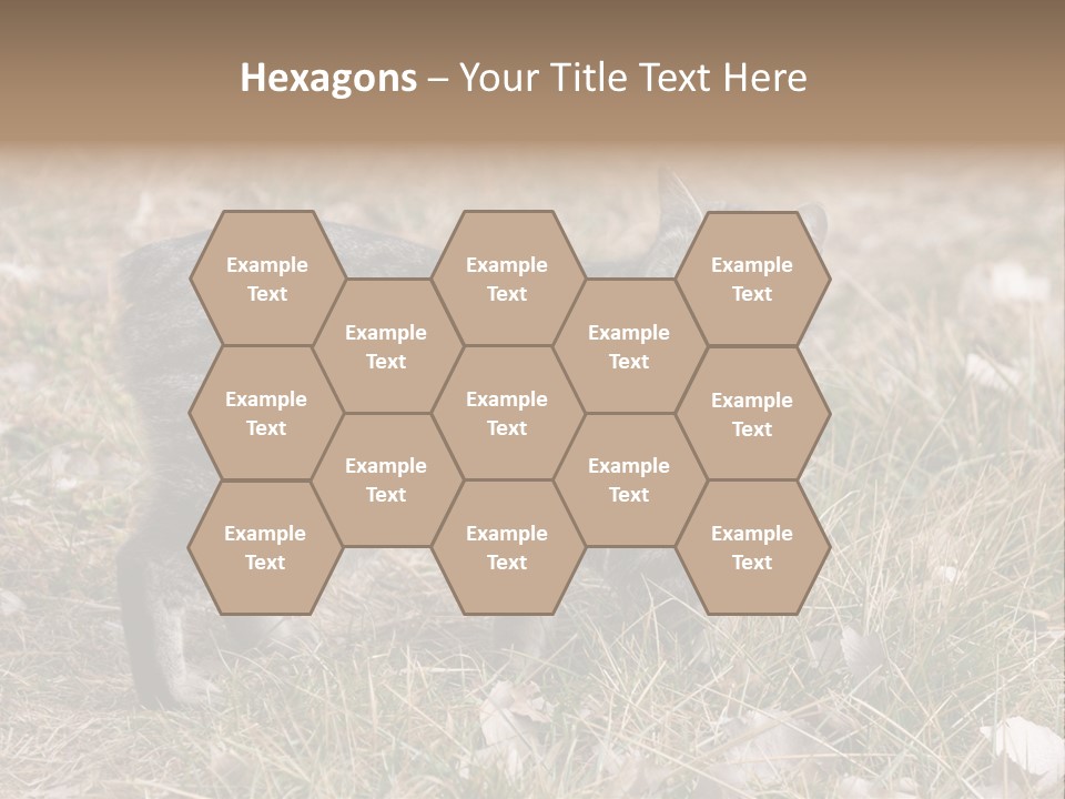 A Cat Standing In A Field Of Grass PowerPoint Template