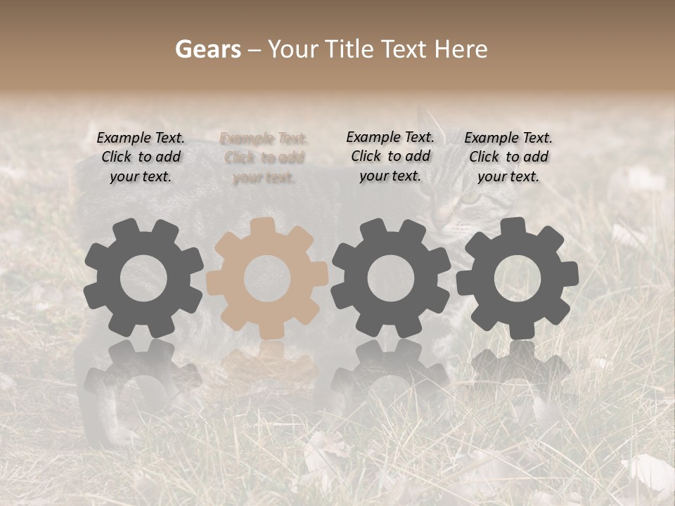 A Cat Standing In A Field Of Grass PowerPoint Template