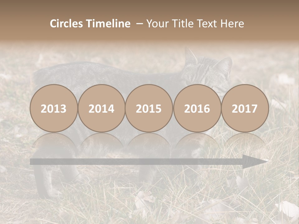 A Cat Standing In A Field Of Grass PowerPoint Template