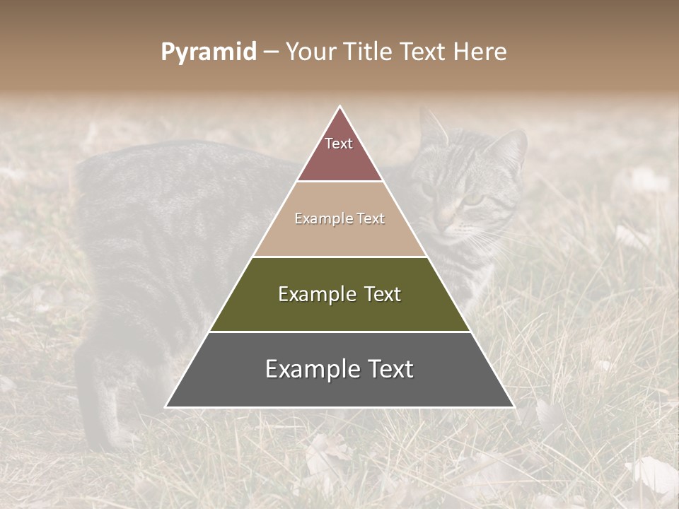 A Cat Standing In A Field Of Grass PowerPoint Template