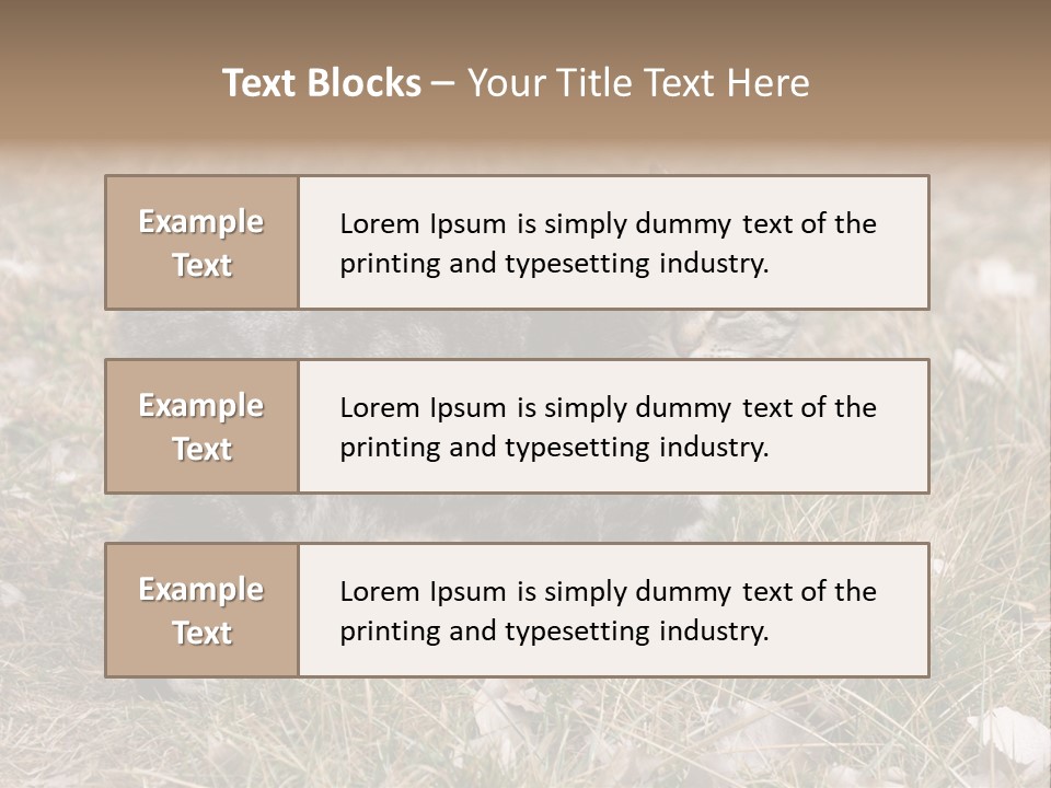 A Cat Standing In A Field Of Grass PowerPoint Template