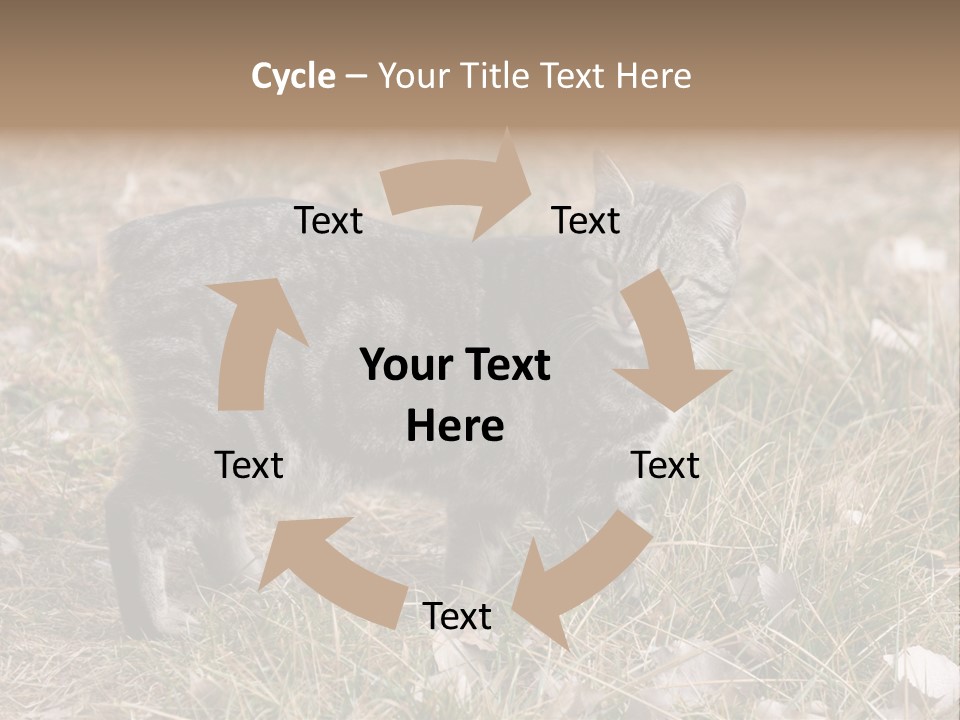 A Cat Standing In A Field Of Grass PowerPoint Template