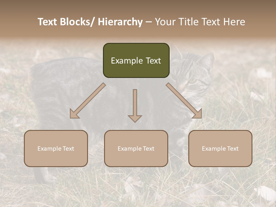 A Cat Standing In A Field Of Grass PowerPoint Template