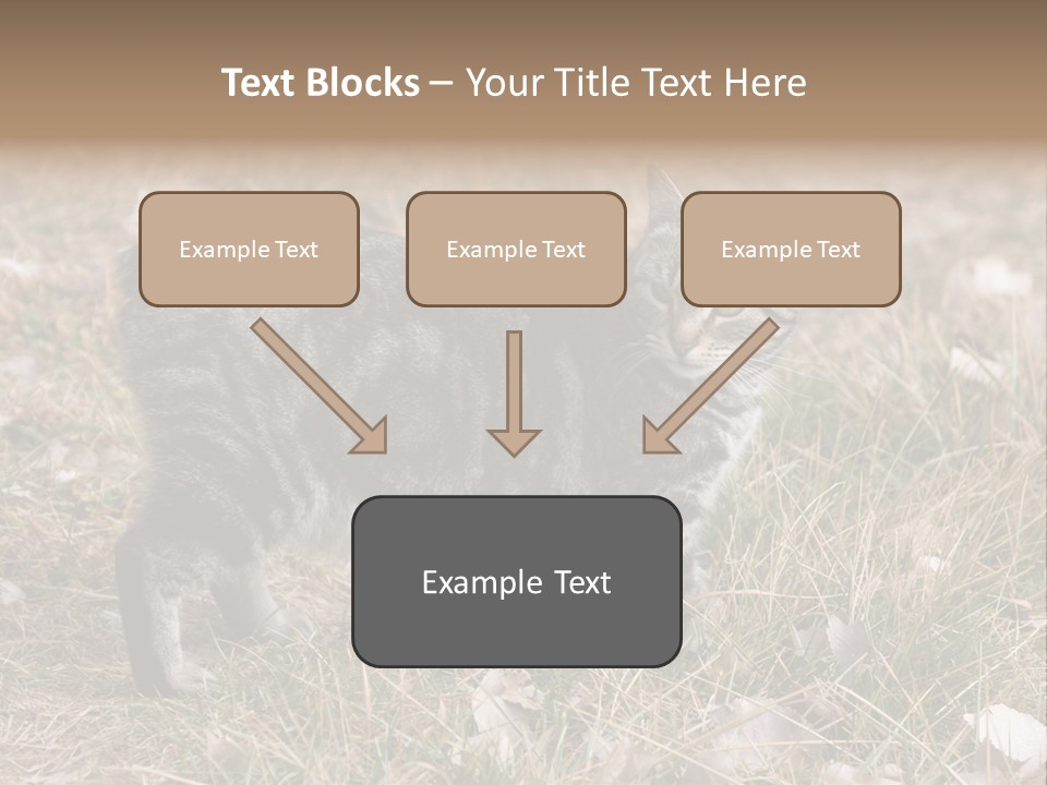 A Cat Standing In A Field Of Grass PowerPoint Template