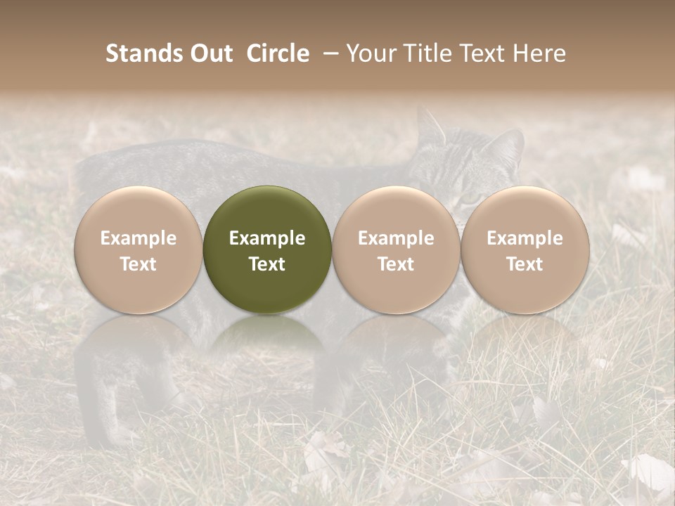 A Cat Standing In A Field Of Grass PowerPoint Template