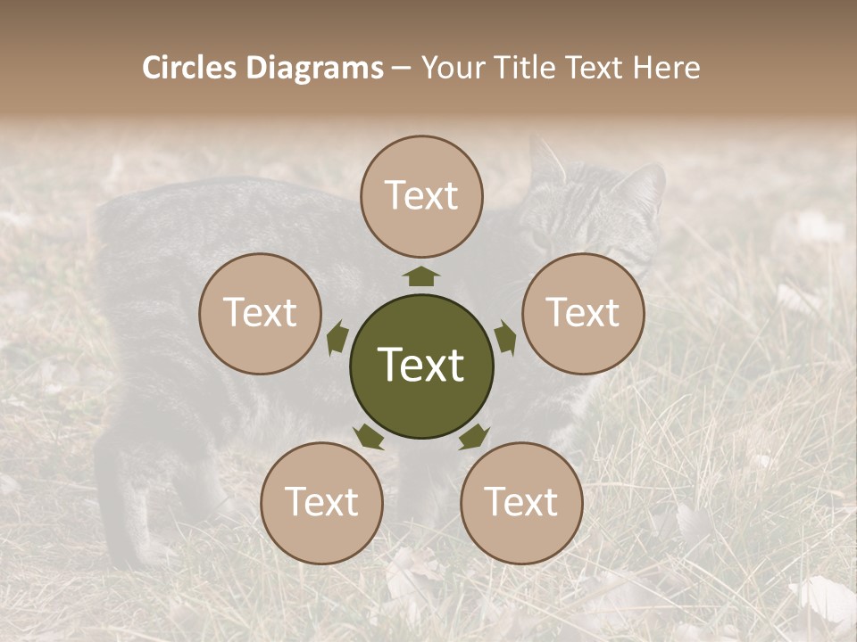 A Cat Standing In A Field Of Grass PowerPoint Template